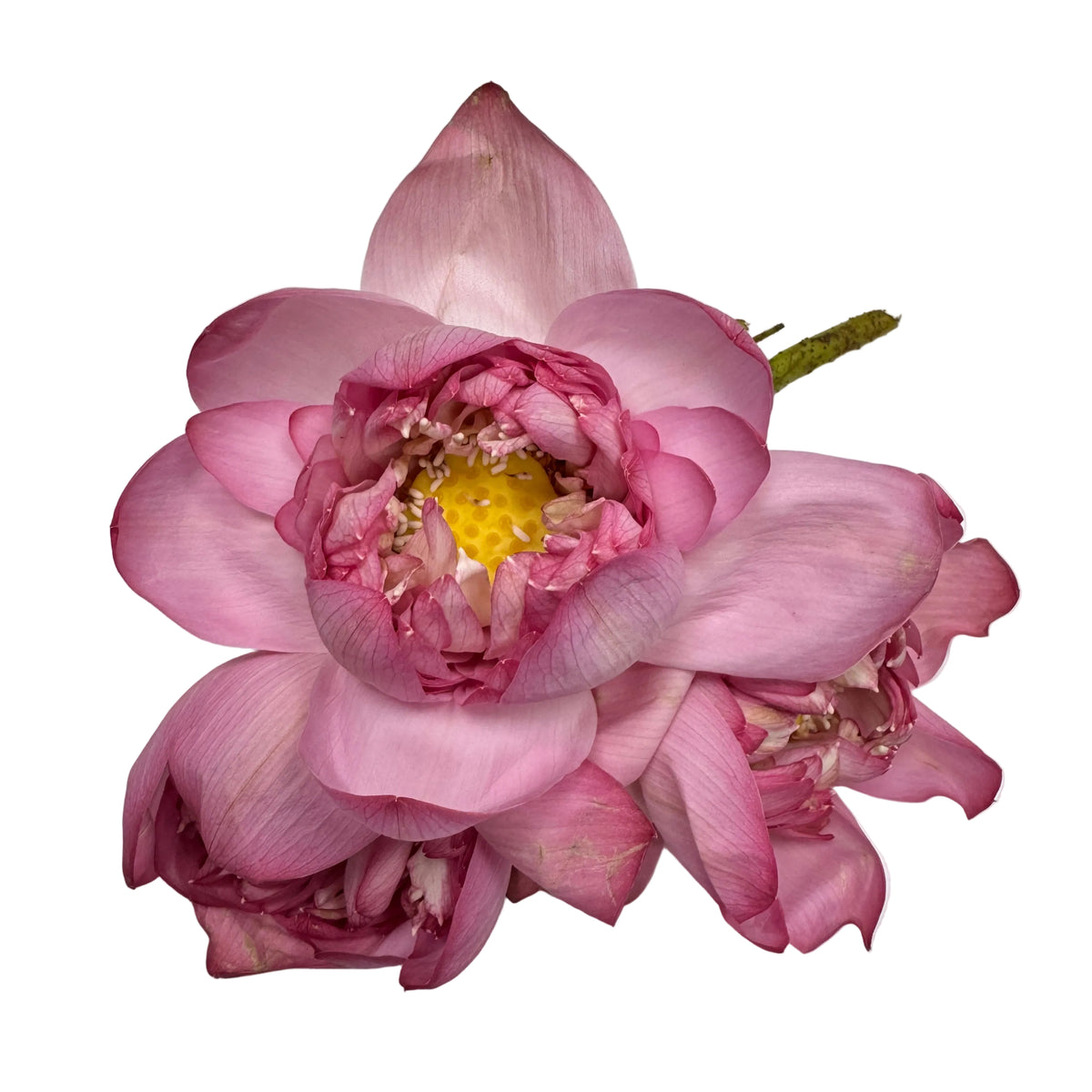 Lotus | Kamal | Tamara | Fresh Flower