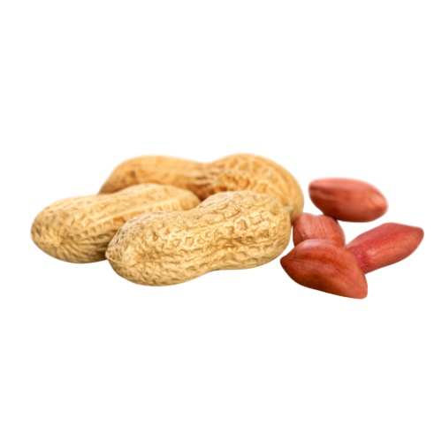 Fresh Peanut