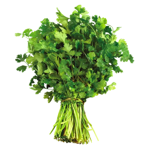 Coriander Bunch | Hara Dhania | Kothmir | Kothimbir | Kothamalli | Kothimeera |