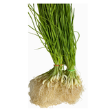 Fresh Green Garlic Bunch (Lilu Lasan)