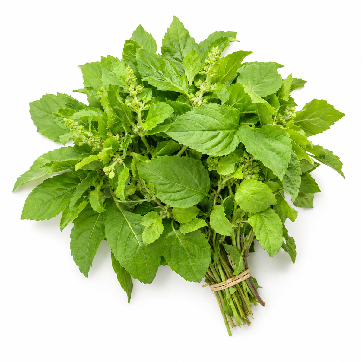 Tulsi Leaves Bunch
