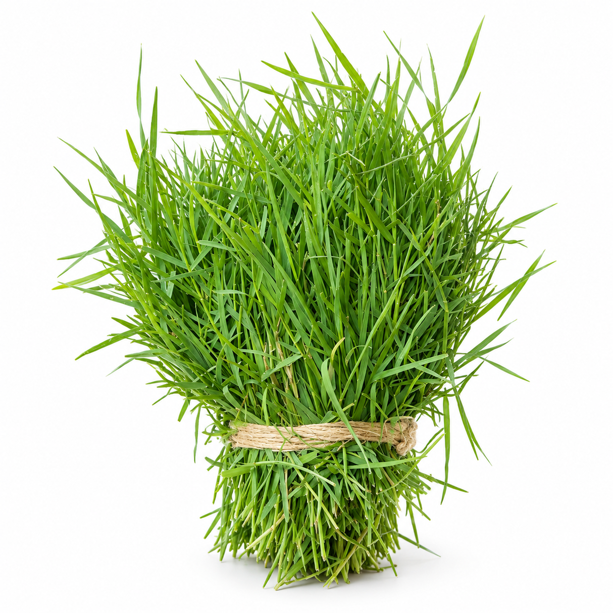Durva | Bermuda Grass | Doob | Garike | Daroi | Kuruka |