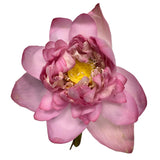 Lotus | Kamal | Tamara | Fresh Flower