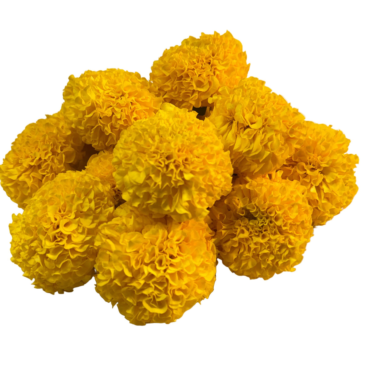 Yellow | Genda | Galgoto | Marigold |Flower