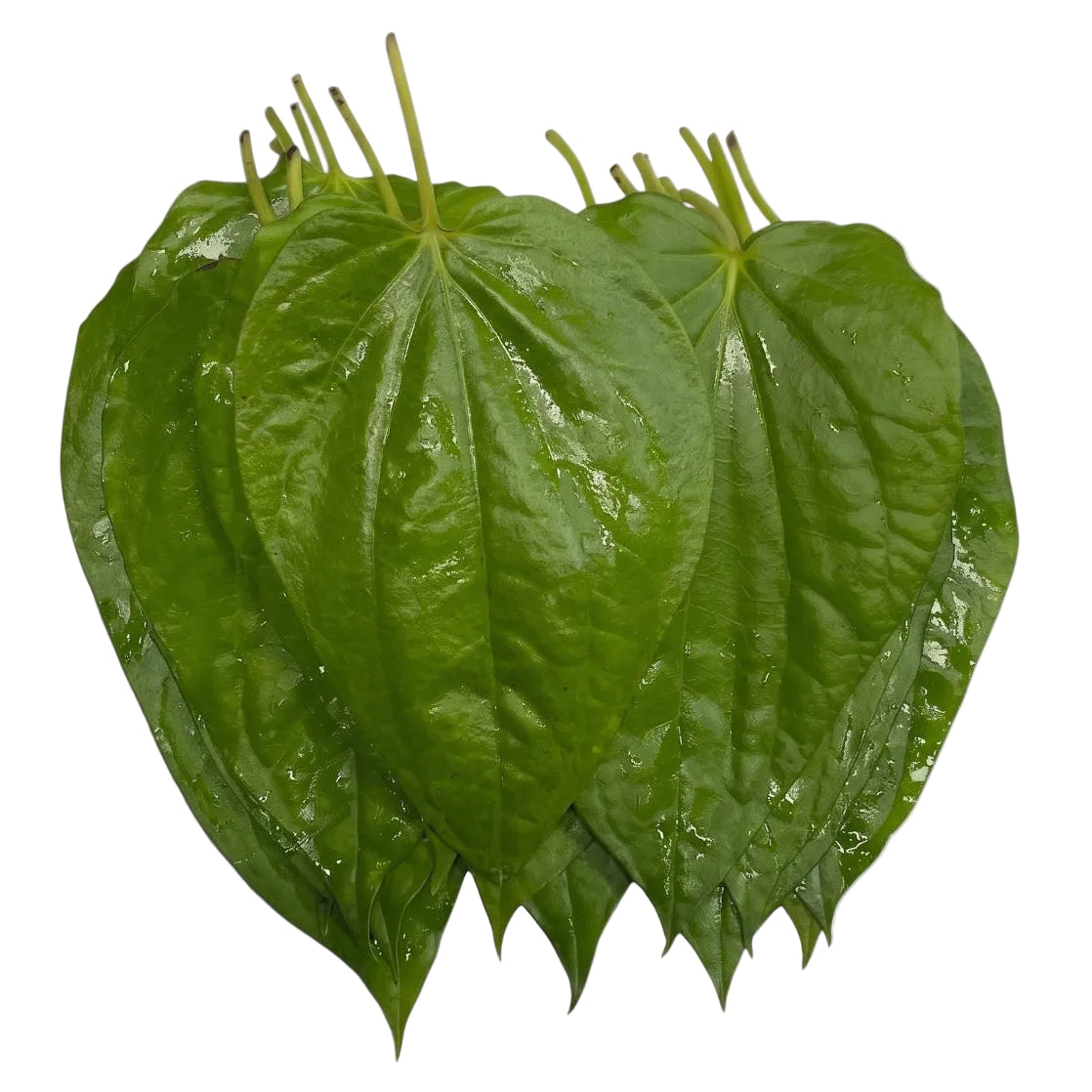 Kapoori Paan | Betel Leaves | Pooja Paan | Nagarvel Na Paan |