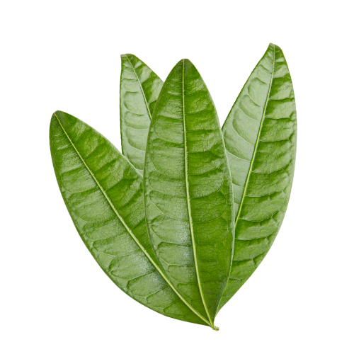 Mango Leaves
