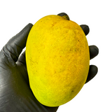 Alphonso Mango 6pcs