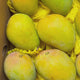 Alphonso Mango 12pcs