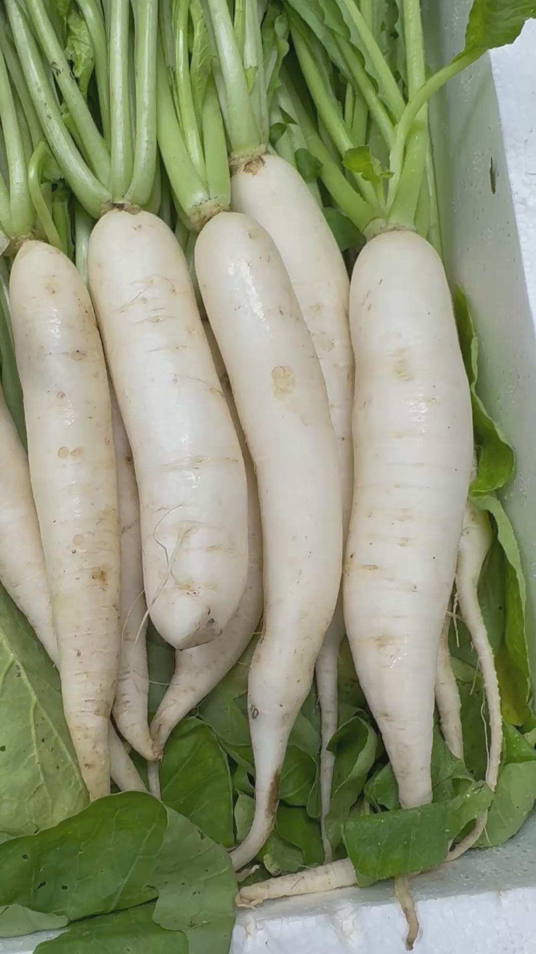 Mooli (Radish)