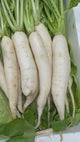 Mooli (Radish)