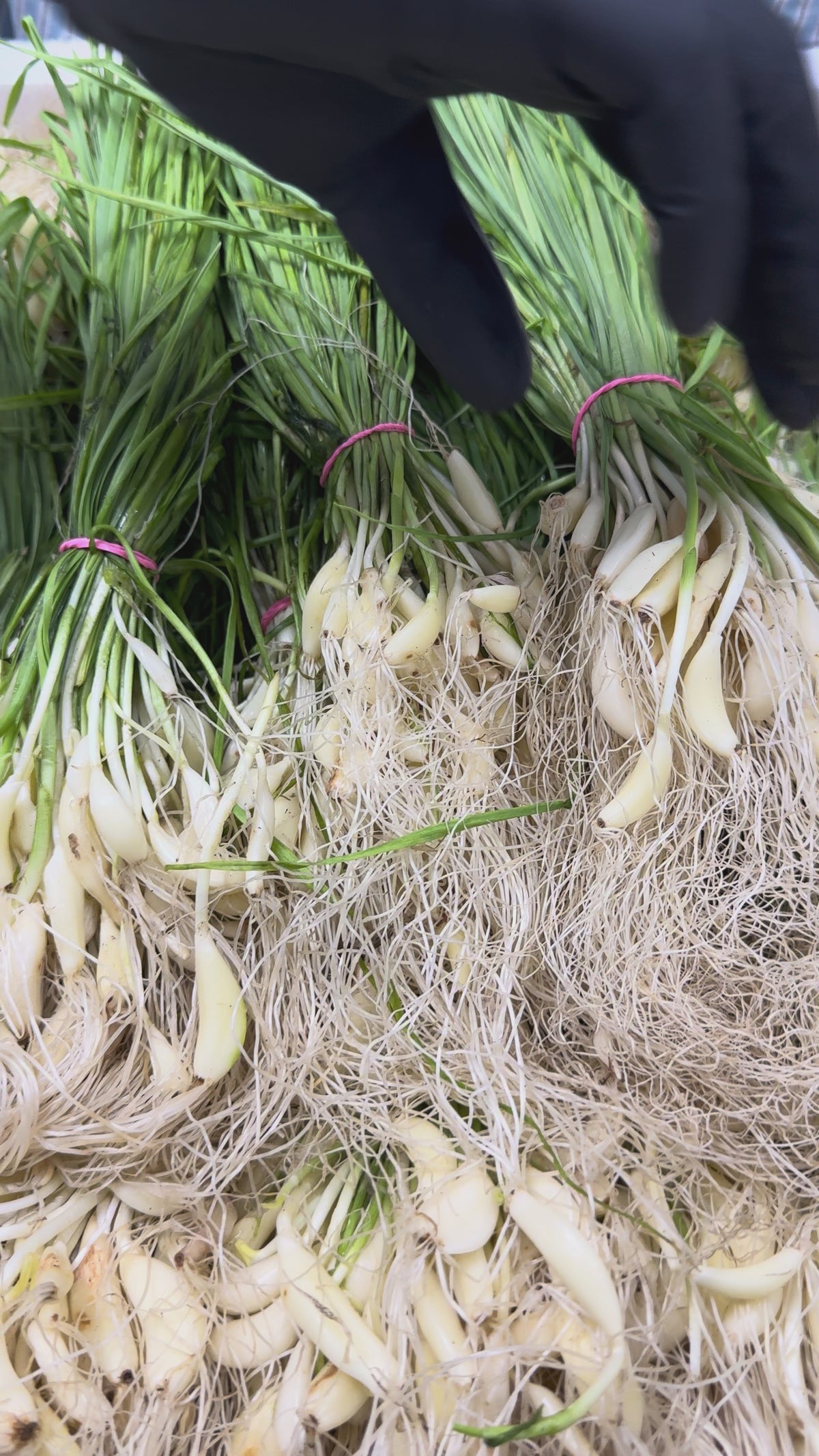 Fresh Green Garlic Bunch (Lilu Lasan)