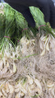 Fresh Green Garlic Bunch (Lilu Lasan)