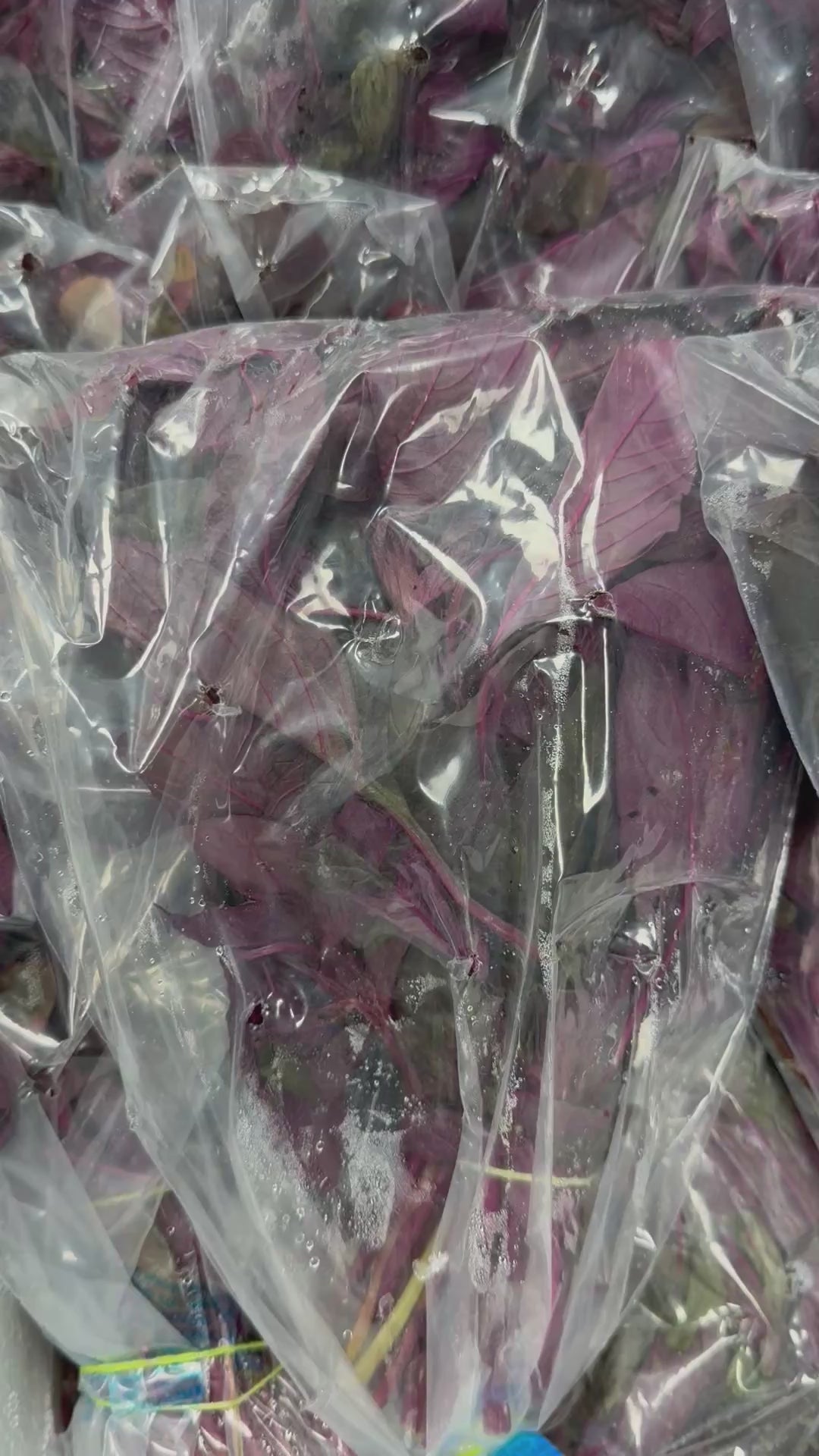 Lal Math | Red Amaranath Leaves | Chaulai | Tandaljo | Molaikeerai |Totakura | Chuvanna Cheera |